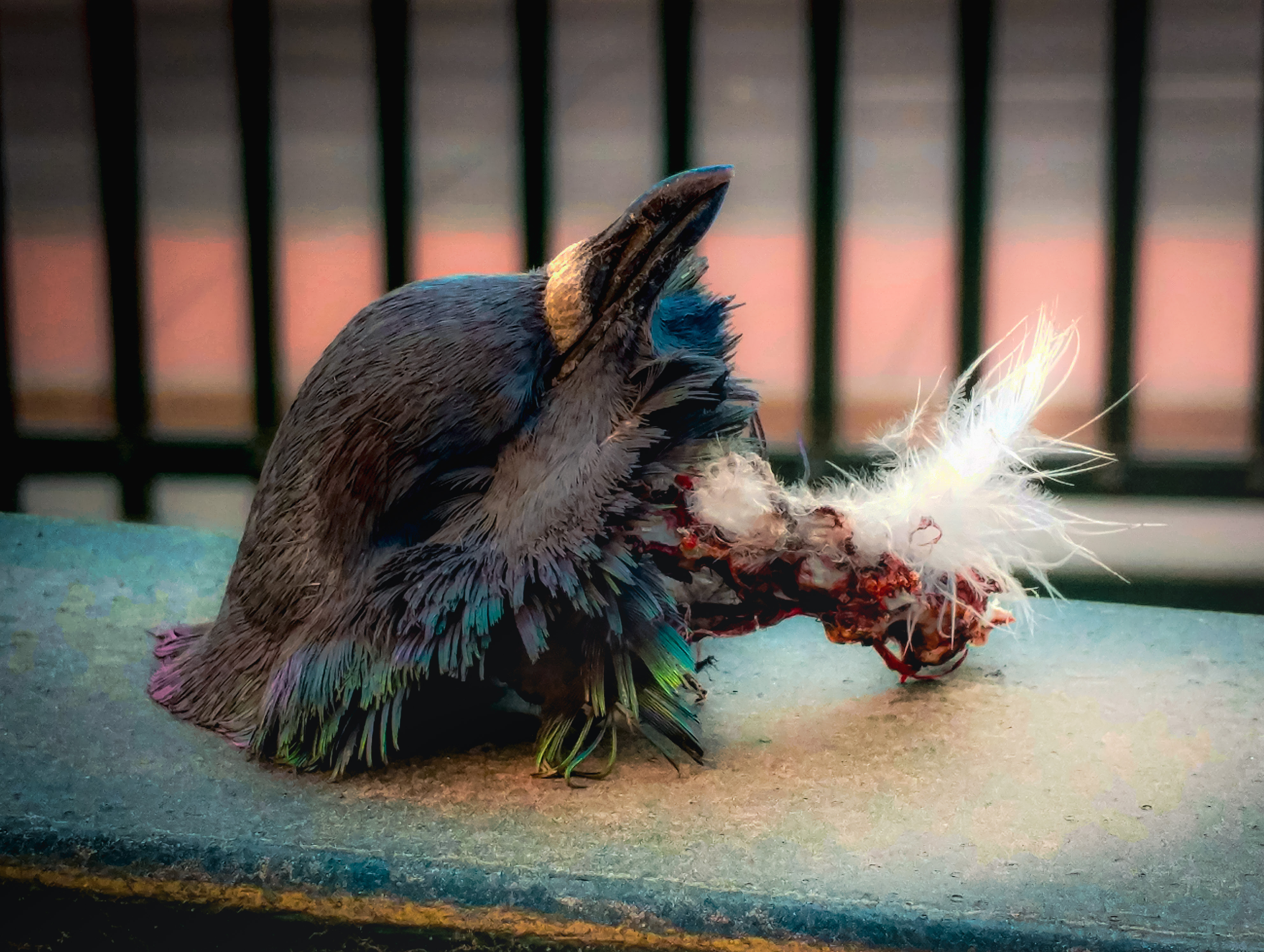 Feathers Concept