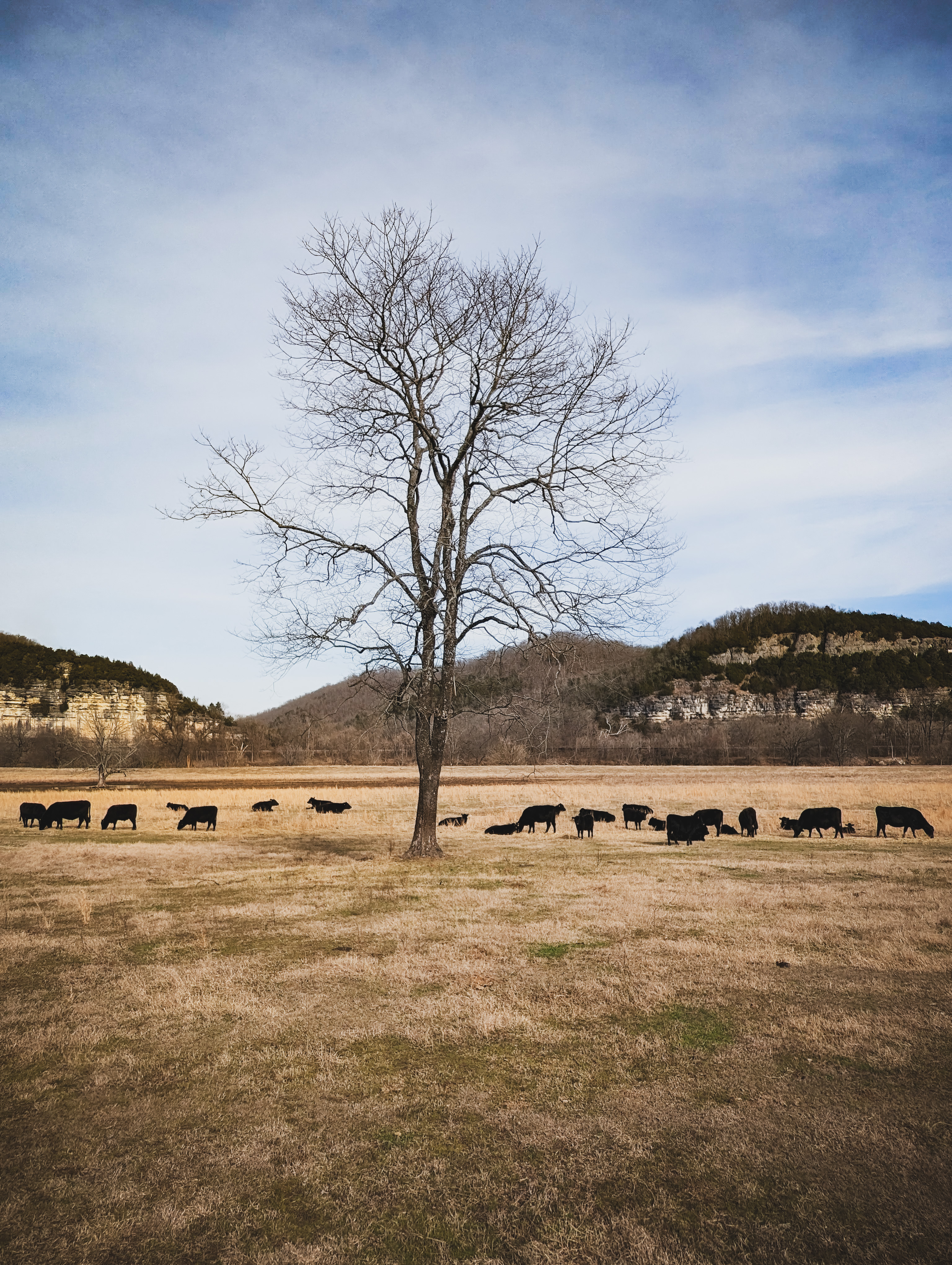 Lone Tree Field