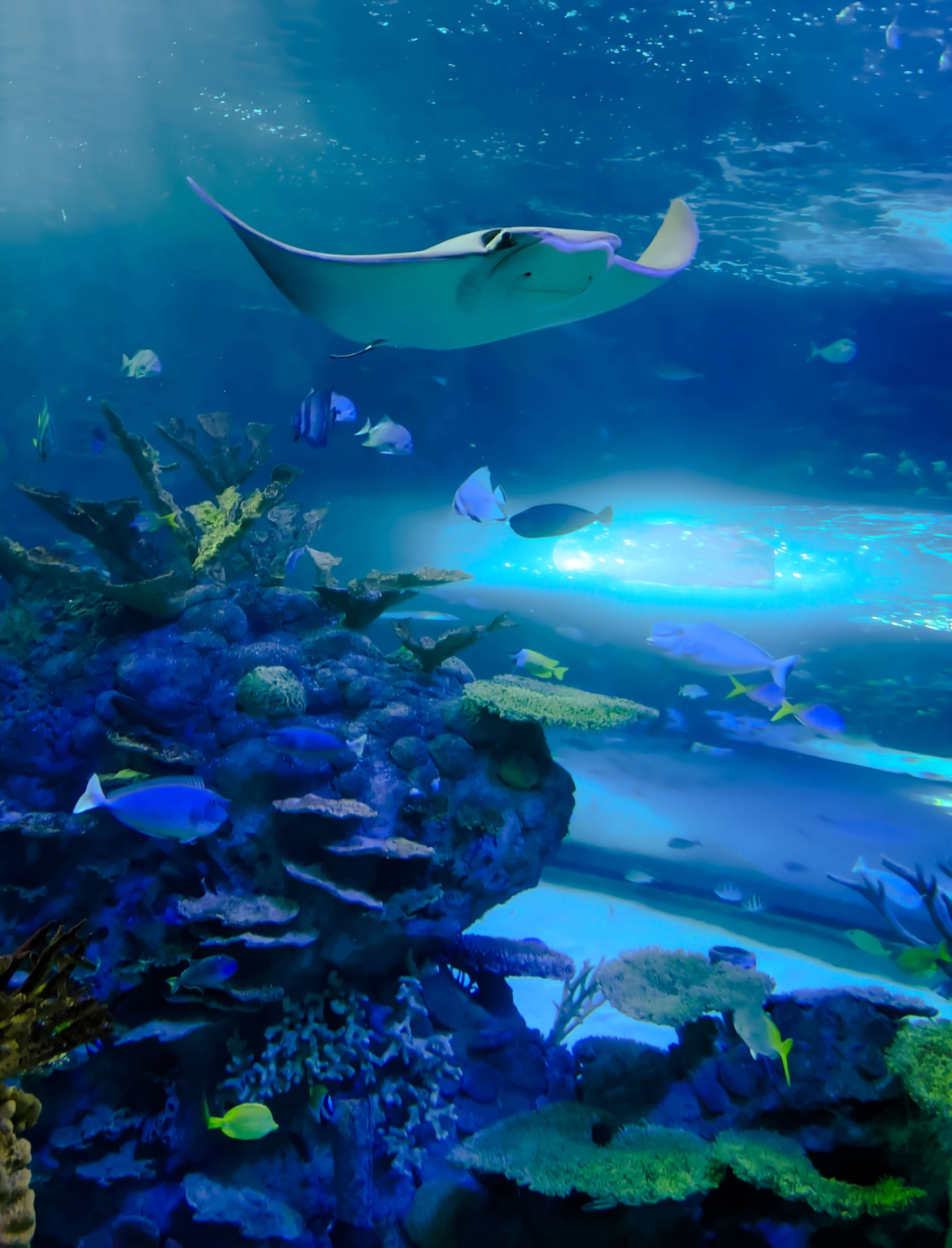 Stingray Reef