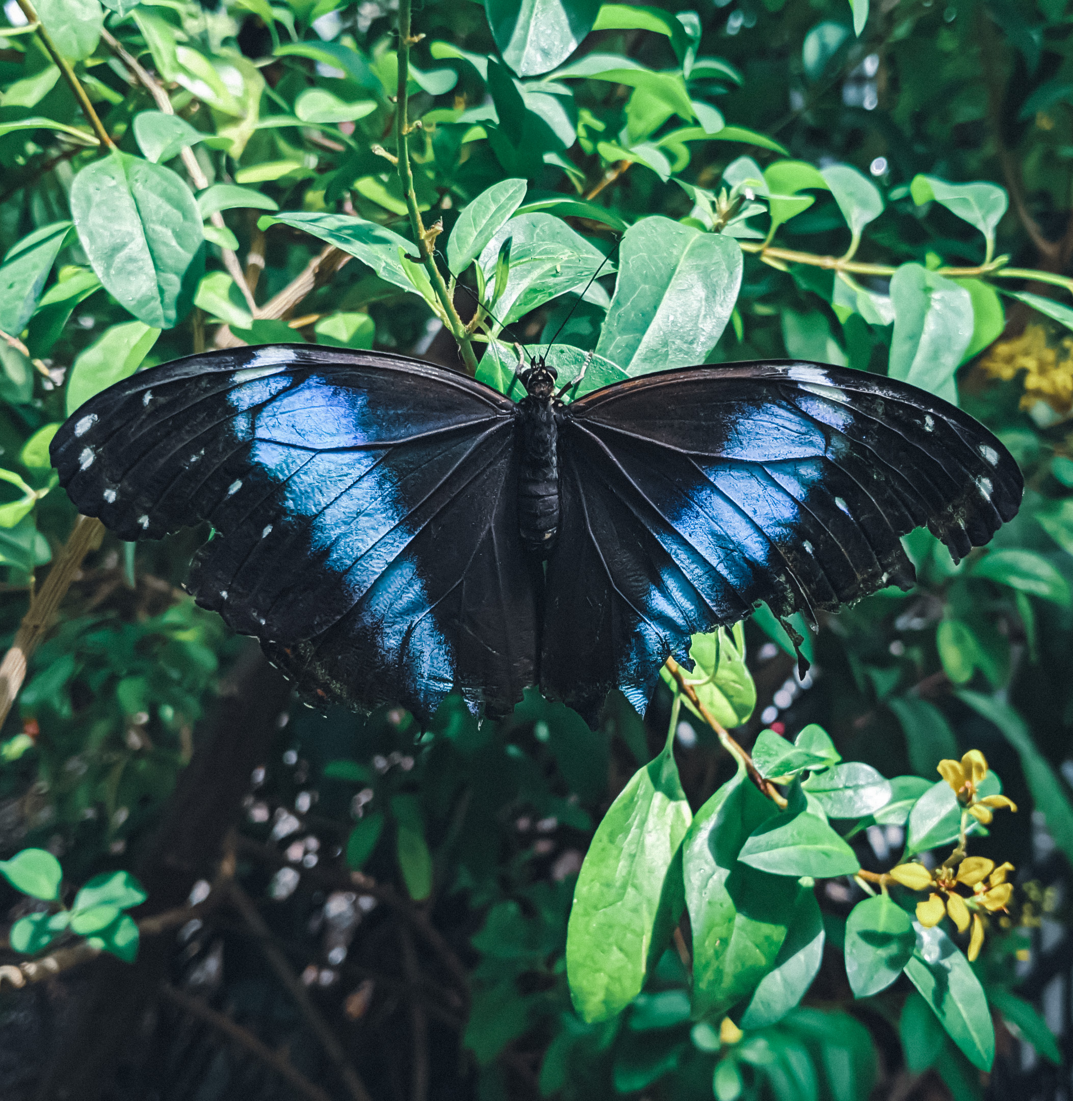Blue Morpho Open