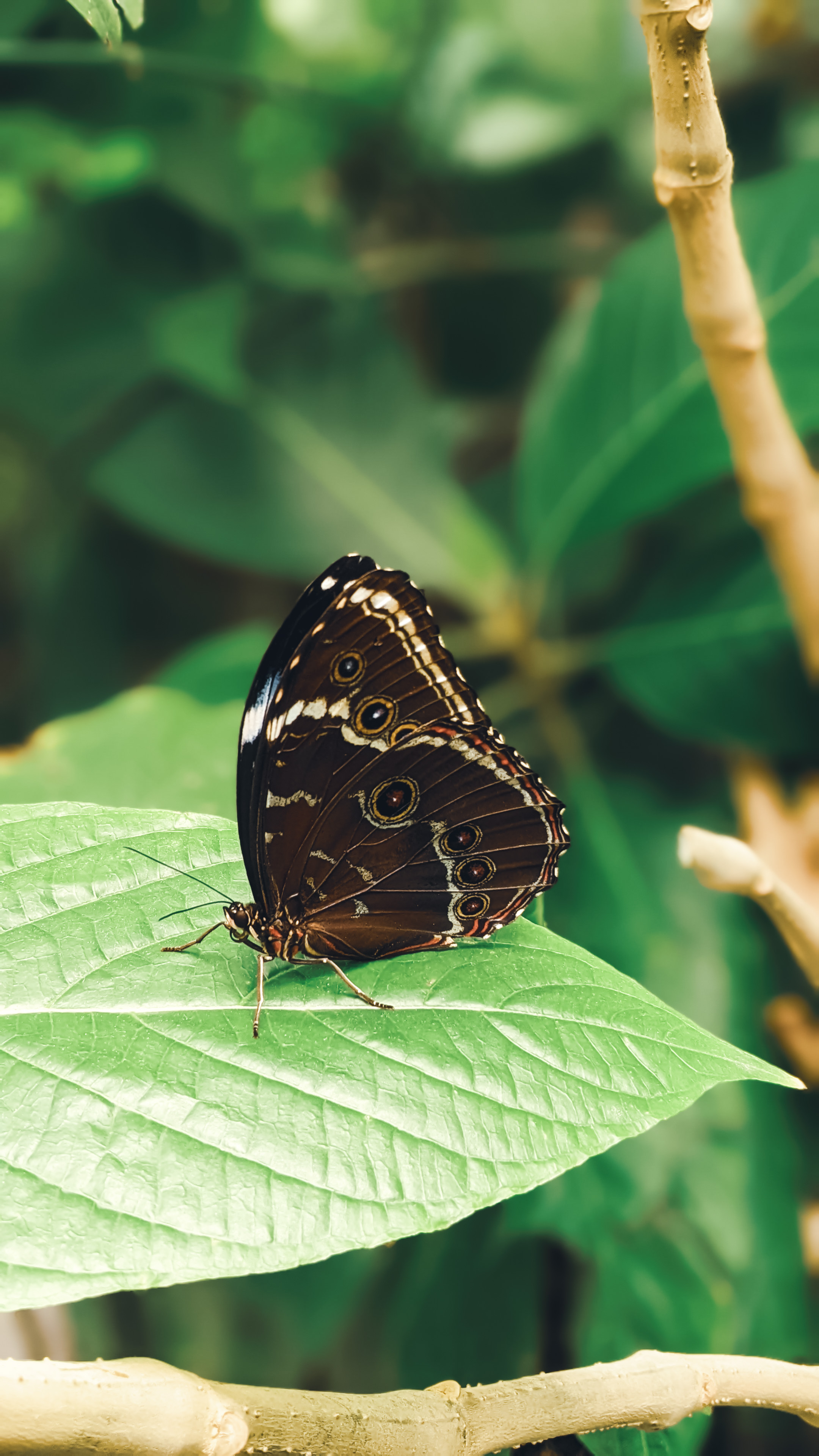 Blue Morpho Profile