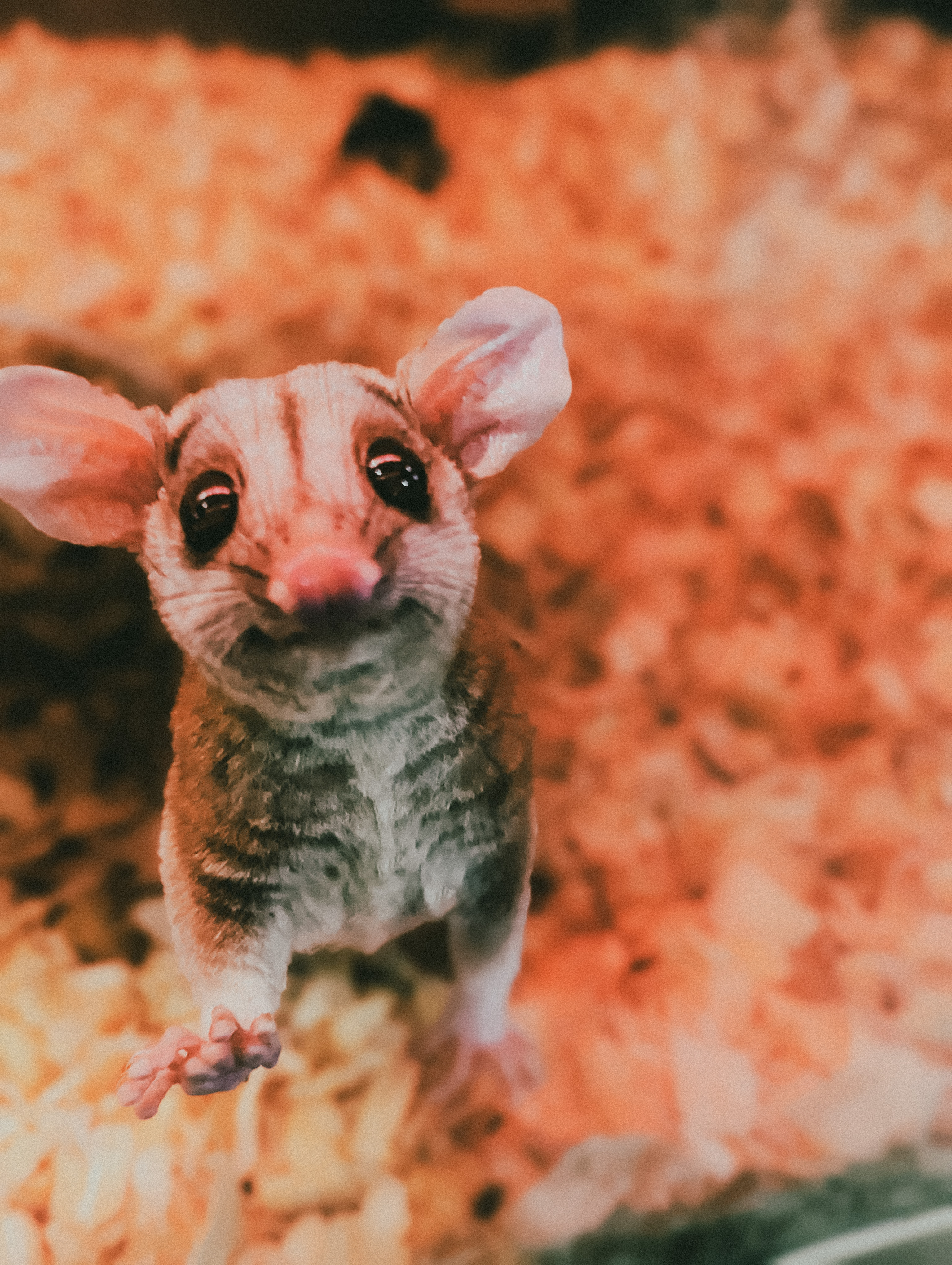 Sugar Glider Macro