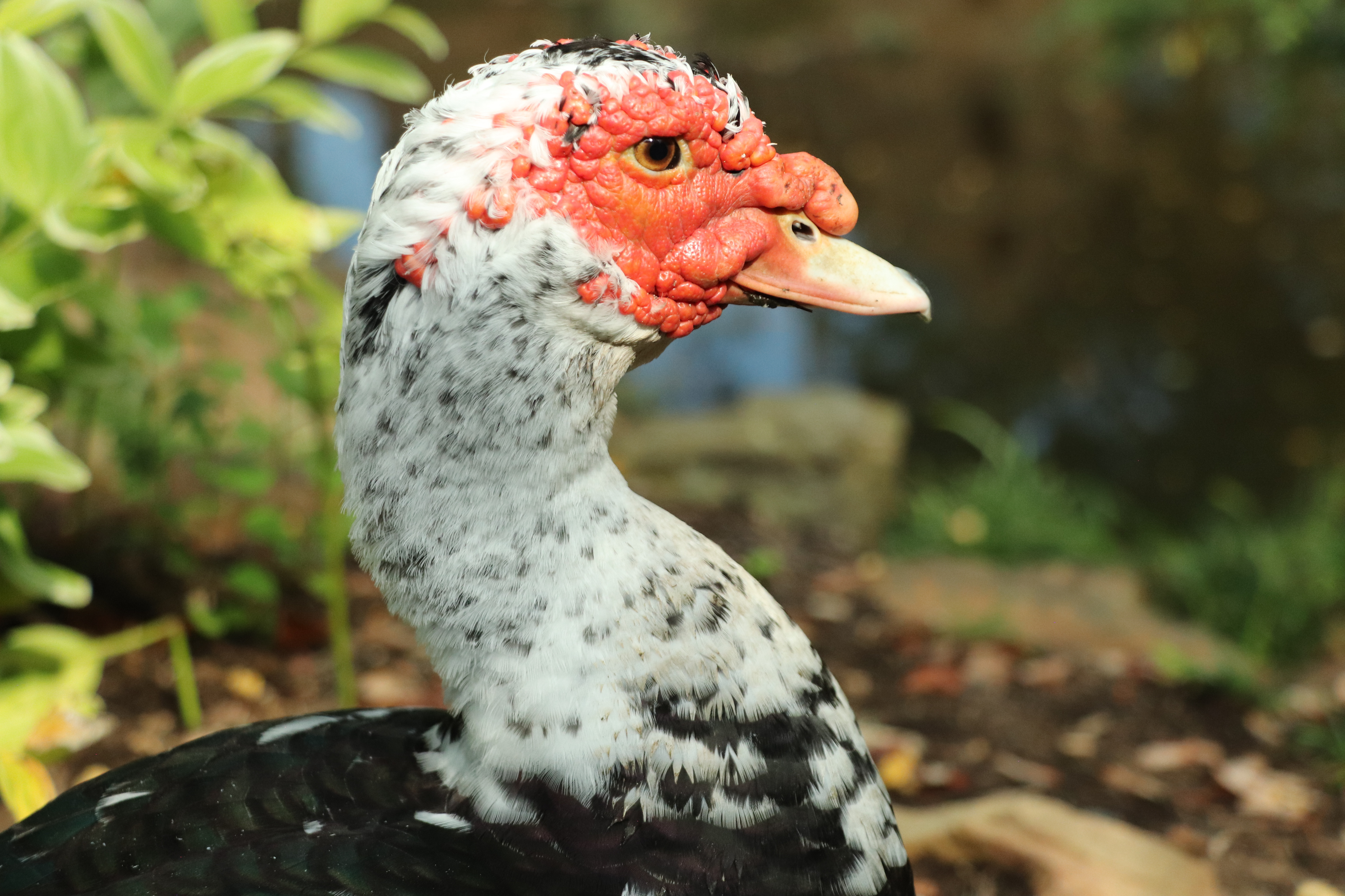 Muscovy Duck