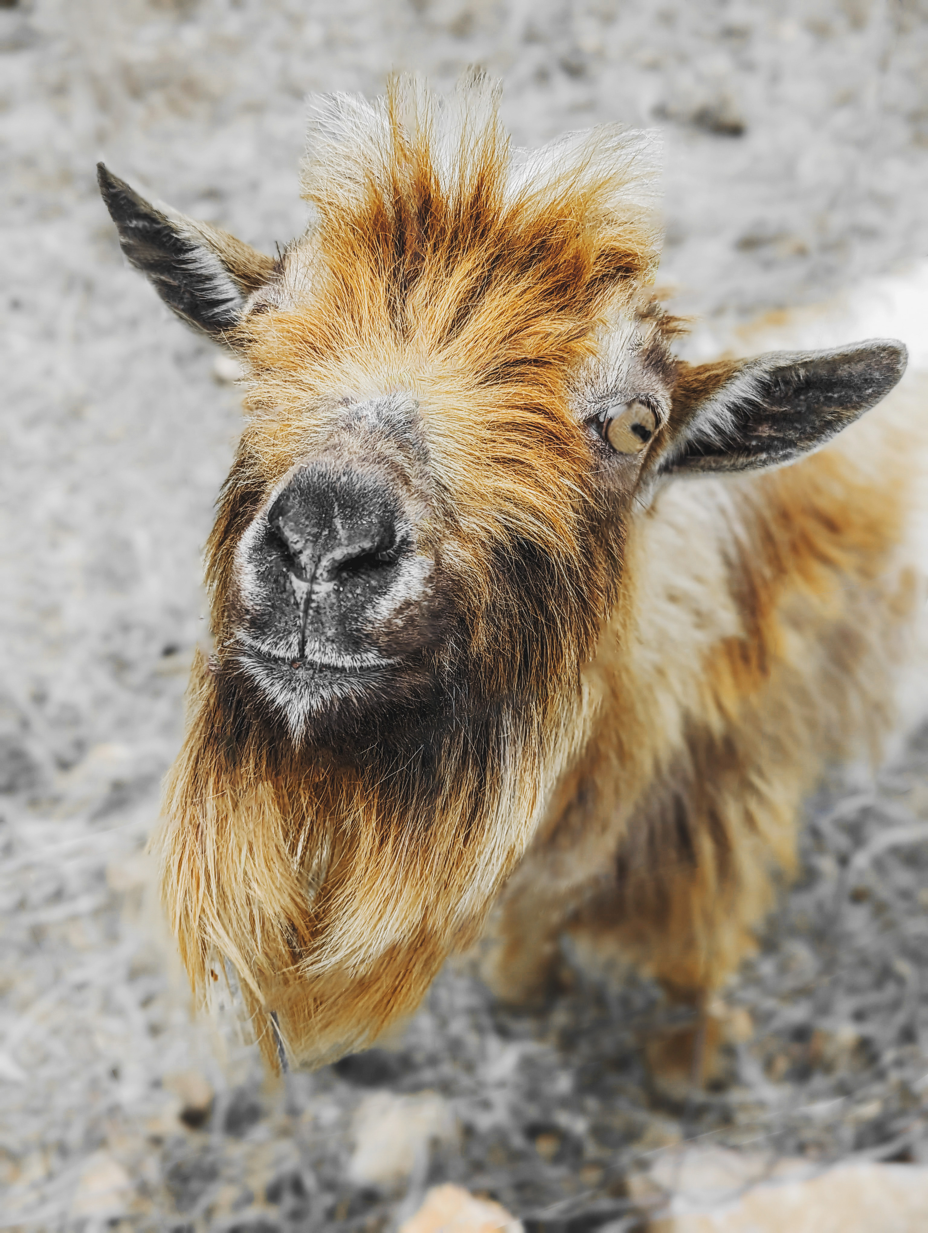 Shaggy Goat