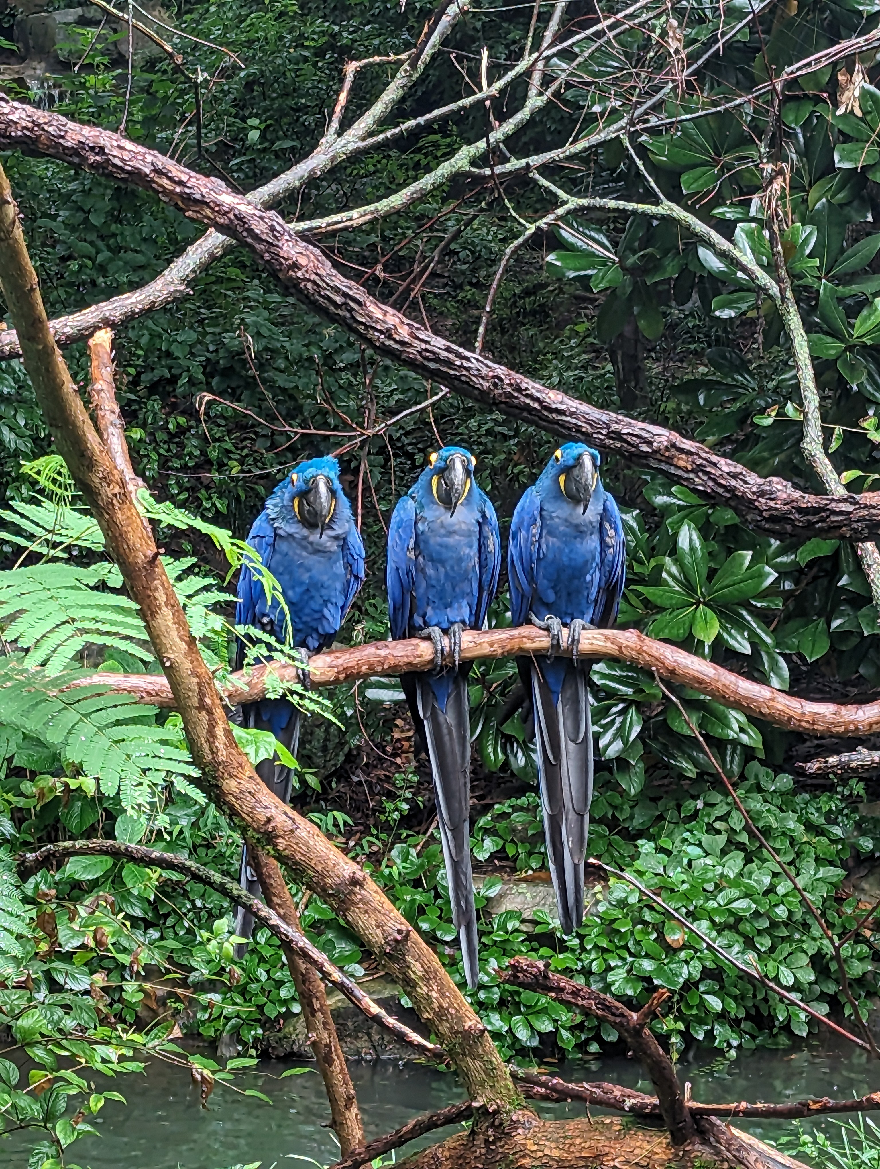 Hyacinth Macaws